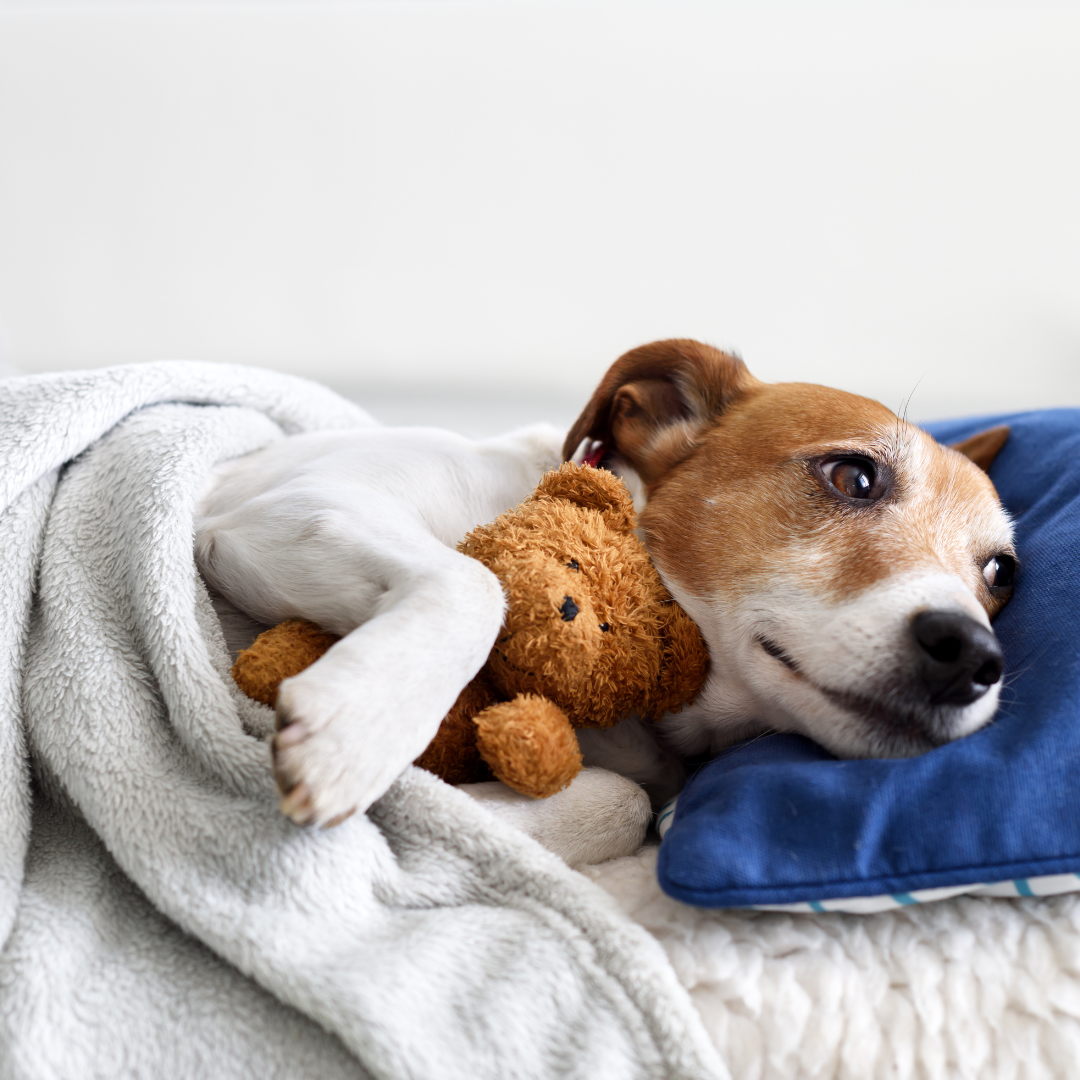 Additional Fee: Bring Your Pet (2hr, 4hr, or 6hr Cellular Recharge Sessions Only) | Milford, DE